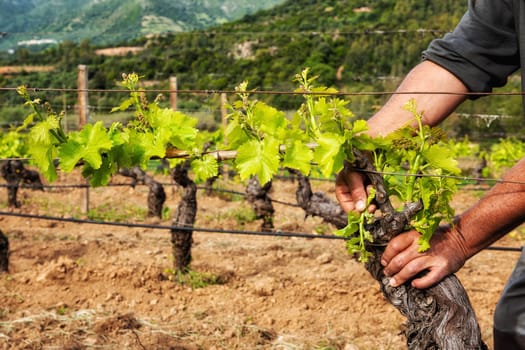 Green pruning of the vineyard. Farmer removes excess young sprouts from the branches of the vine. Traditional agriculture.