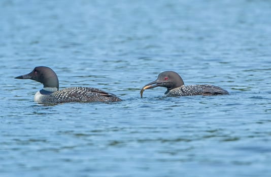 Loons Feeding on a Calm Lake in Summer on Plough Lake in Quetico Provincial Park in Ontario