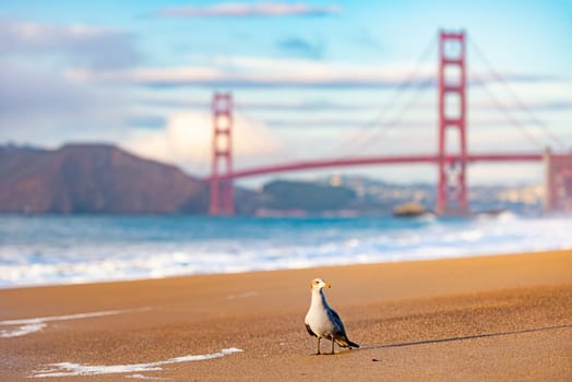 Golden gate bridge in bay of San Francisco, California, USA