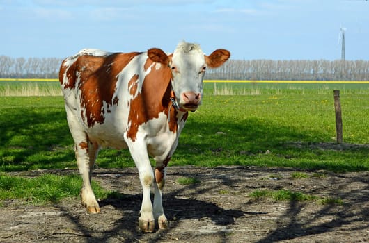 brown cow