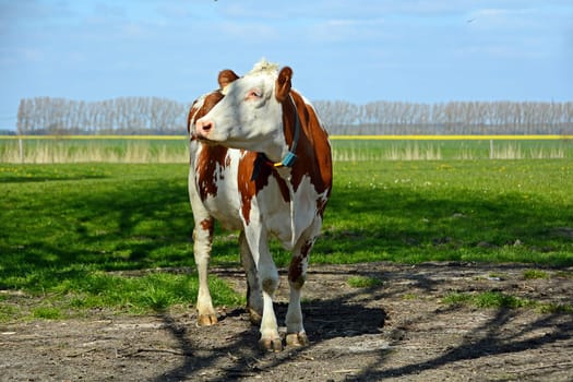 brown cow