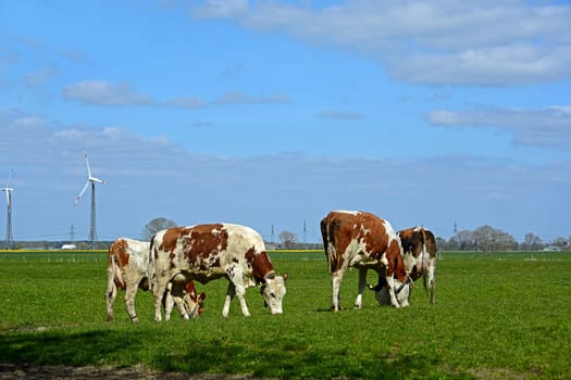 cows in the meadow