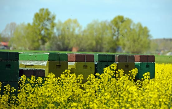 Beehives in the rapeseed field