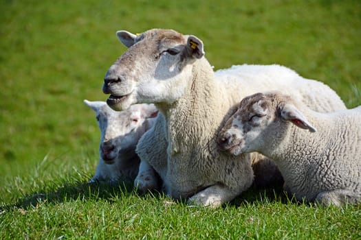 sheep