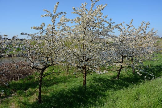 fruit blossom