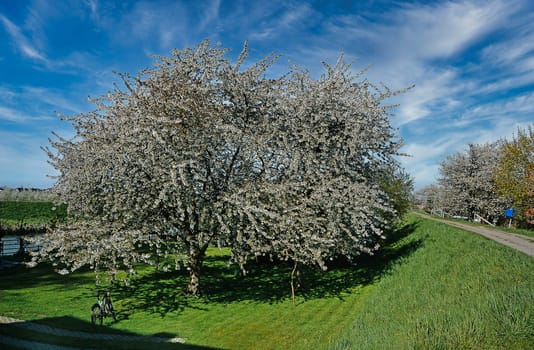 fruit blossom