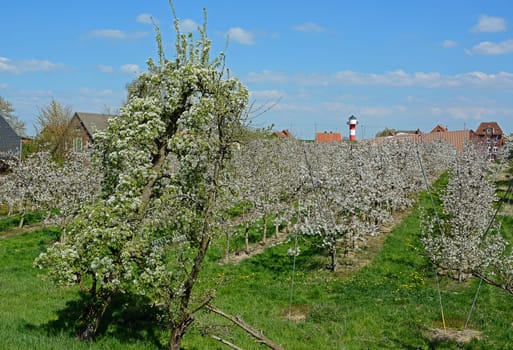 fruit blossom