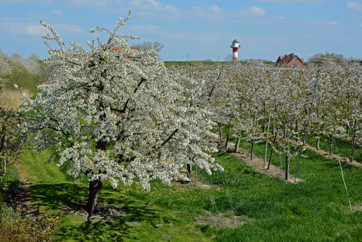 fruit blossom