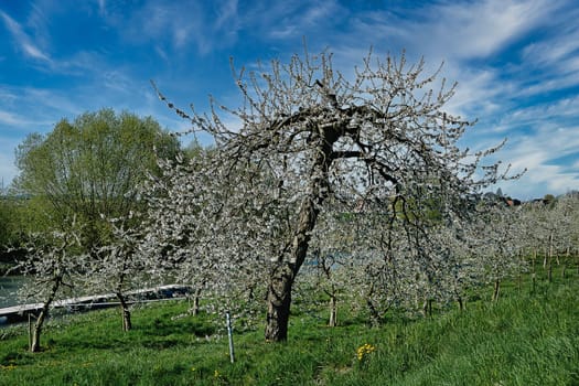 fruit blossom