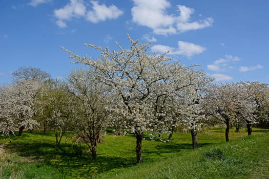 fruit blossom