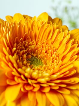 Macro closeup of an orange Gerbera flower with shallow depth of field.