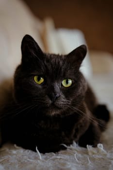 Lazy British Short Hair cat sleeping on a couch in a flat.