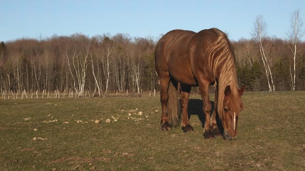 horse grazing eating grass spring field agriculture country equestrian farm