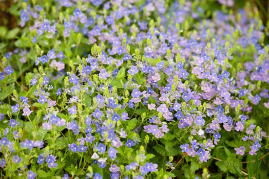 Lilac bush, Aubrieta deltoidea flowers in springtime, purple petals, blooming countryside