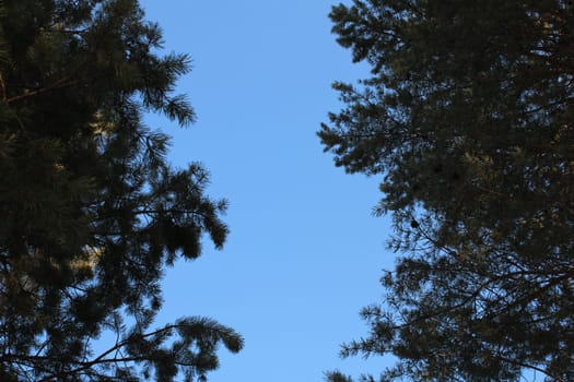 Trees in the evening against the blue sky. Bottom view.