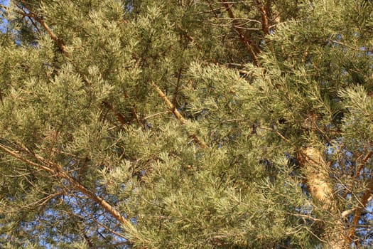 Coniferous tree with a large crown. Bottom view..