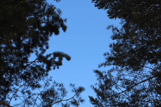 Trees in the evening against the blue sky. Bottom view.