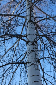 A large birch tree against a blue sky. Bottom view..