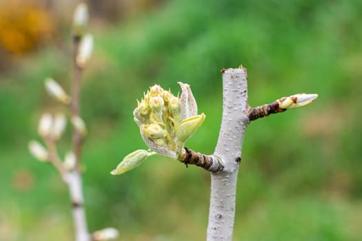 The first ovary of a pear seedling flower, close-up