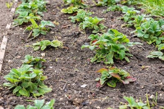 A bed of strawberries in early spring, new leaves are growing