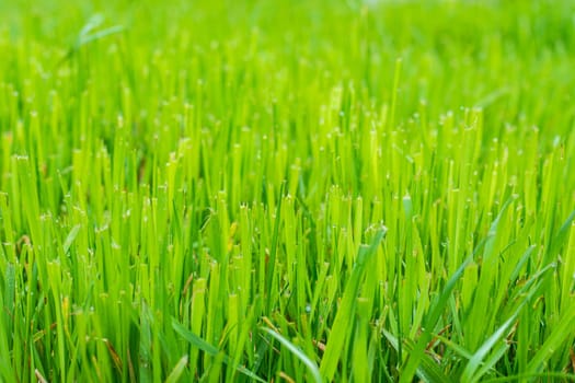Trimmed fresh lawn close up