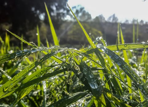 Beautiful long green grass on a springtime day full of drops of dew. Dark background