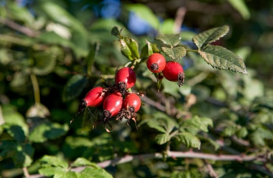 Rose hip branches with red fruits on autumn season. Valdesalor, Extremadura, Spain