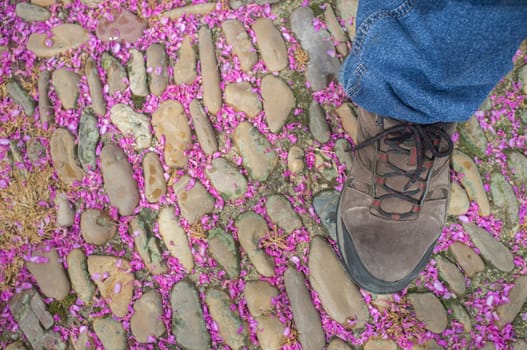 Walking over pebble pavement full of pink flowers of judas tree or Cercis siliquastrum. Petal covering urban park floor