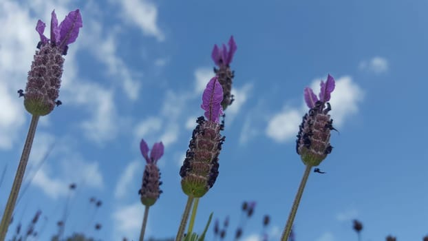 Lavender stems seen over blue sky with clouds. Selective focus