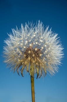 Dandelion ball over dark blue background. Selective focus