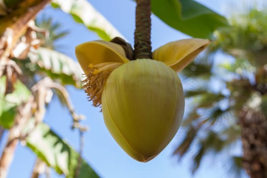 Banana palm bloom hanging. A big yellow flower