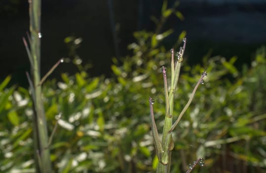Beautiful ground green bamboo sprouts on a spring sunrise. Blade full of drops of dew