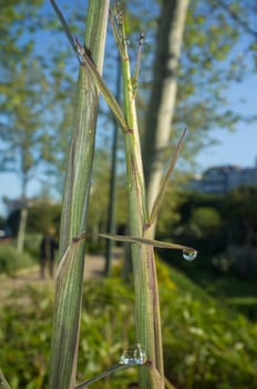 Beautiful ground green bamboo sprouts on a spring sunrise. Blade full of drops of dew