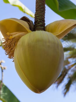 Banana palm bloom hanging. A big yellow flower