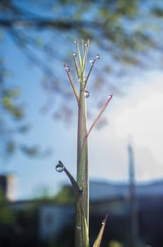 Beautiful ground green bamboo sprouts on a spring sunrise. Blade full of drops of dew