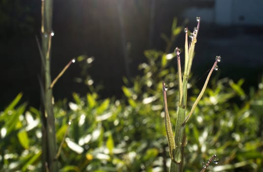 Beautiful ground green bamboo sprouts on a spring sunrise. Blade full of drops of dew