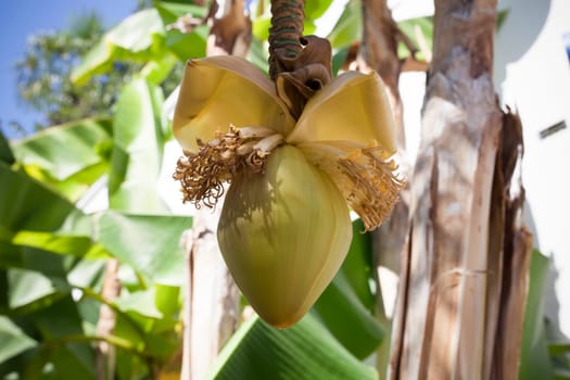 Banana palm bloom hanging. A big yellow flower
