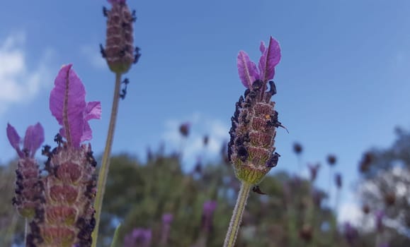 Lavender stems seen over blue sky with clouds. Selective focus