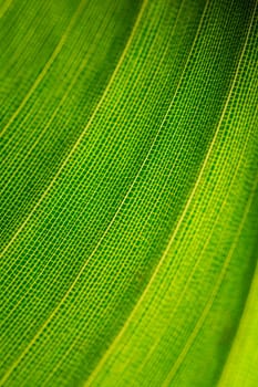 a green leaf in closeup
