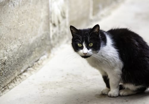 Abandoned street cats, stray animals, pets