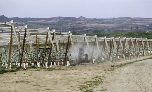 Detail of exploitation of fruit trees, conservation of the environment