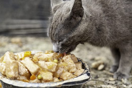 Abandoned street cats, stray animals, pets