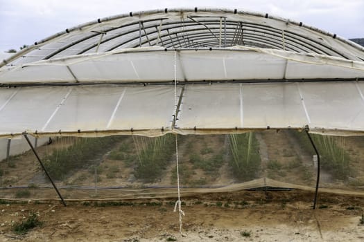 Detail of cultivation of vegetables in a sustainable way, conservation of the environment