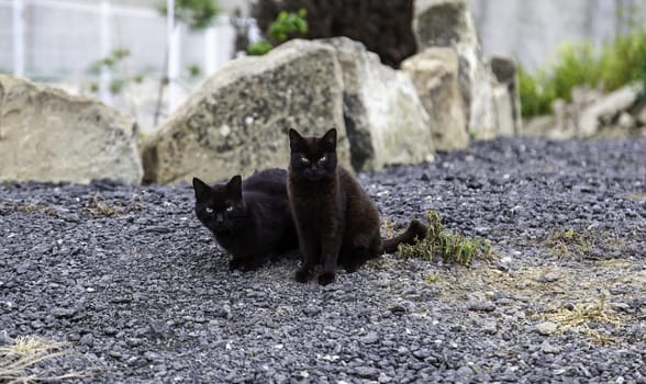 Abandoned street cats, stray animals, pets