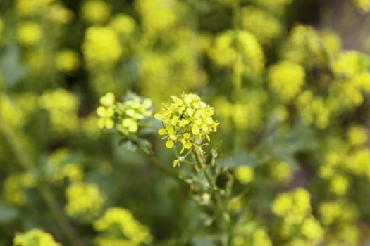 Detail of wild vegetation in the field, nature and summer