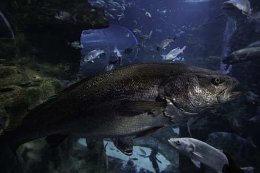 Detail of wild fish in the sea, marine fauna in extinction