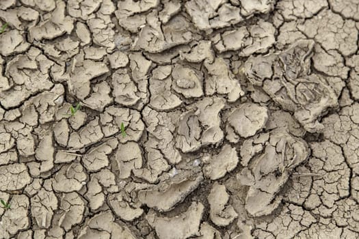 Climate change and environmental destruction detail