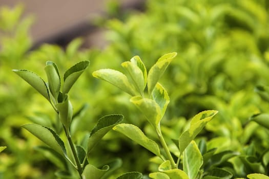 Detail of decorative bush in the city, flora