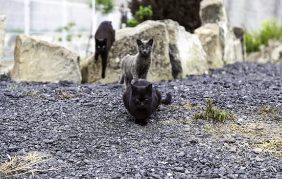 Abandoned street cats, stray animals, pets