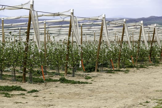 Detail of exploitation of fruit trees, conservation of the environment